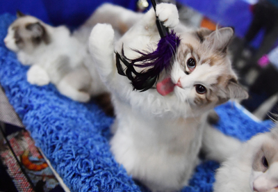 宠物猫展