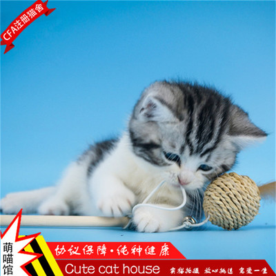 健康友好的家庭伴侣 美国短毛猫虎斑加白